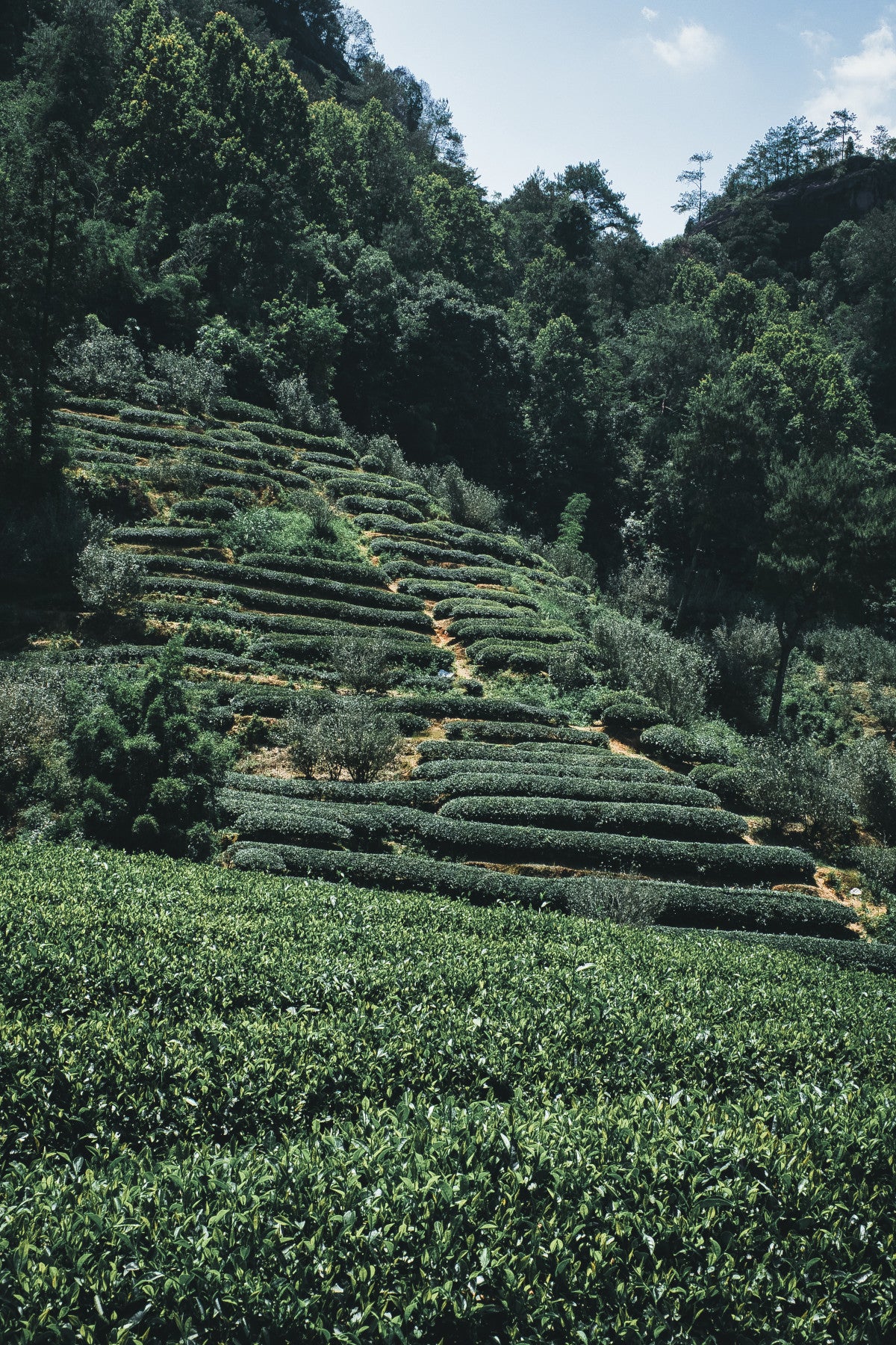 tea mountain landscape 