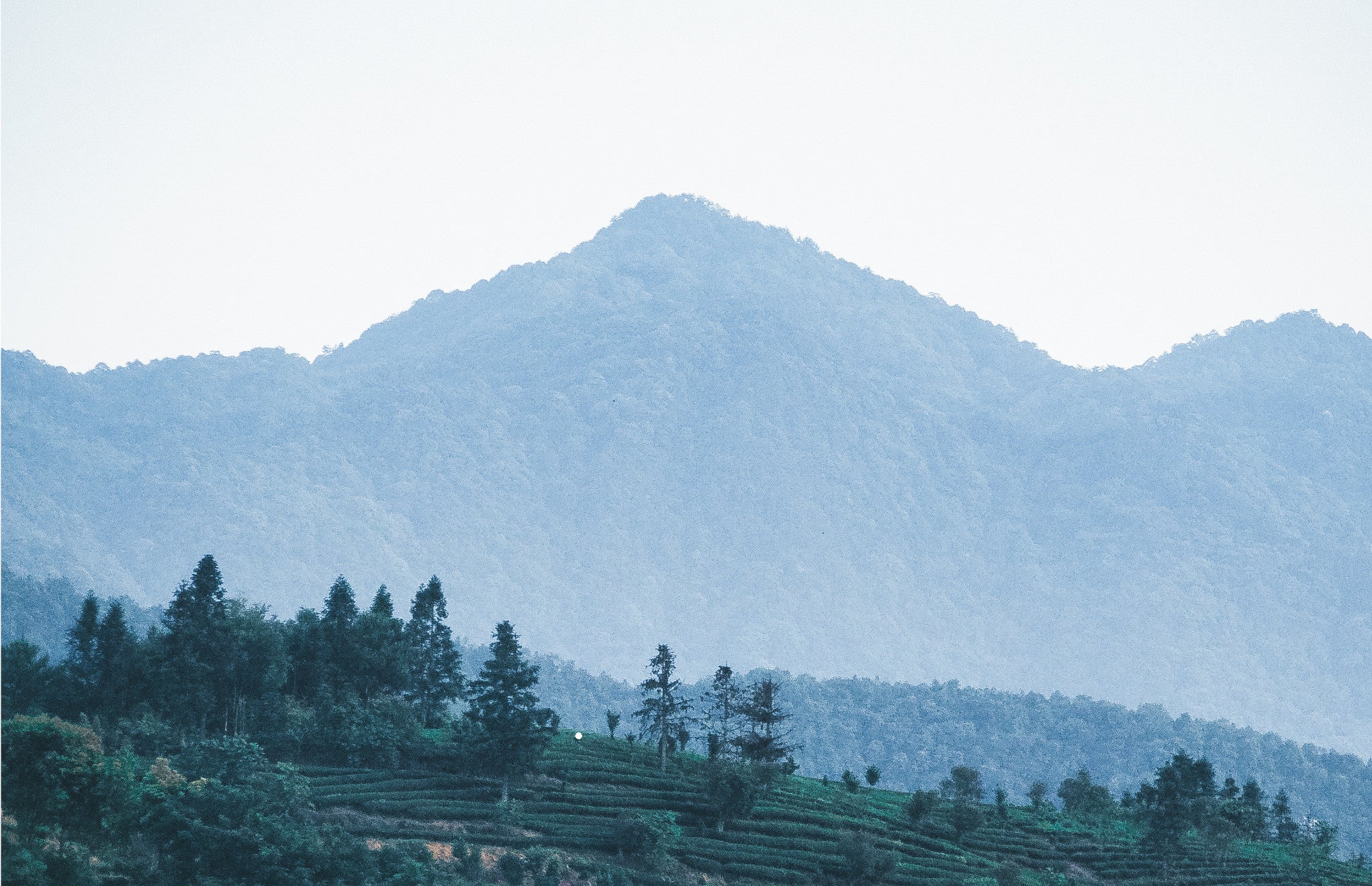 tea mountain landscape
