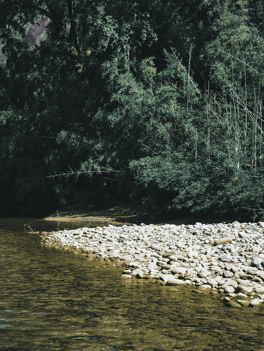 Exploring Wuyi Yancha - Si Cha