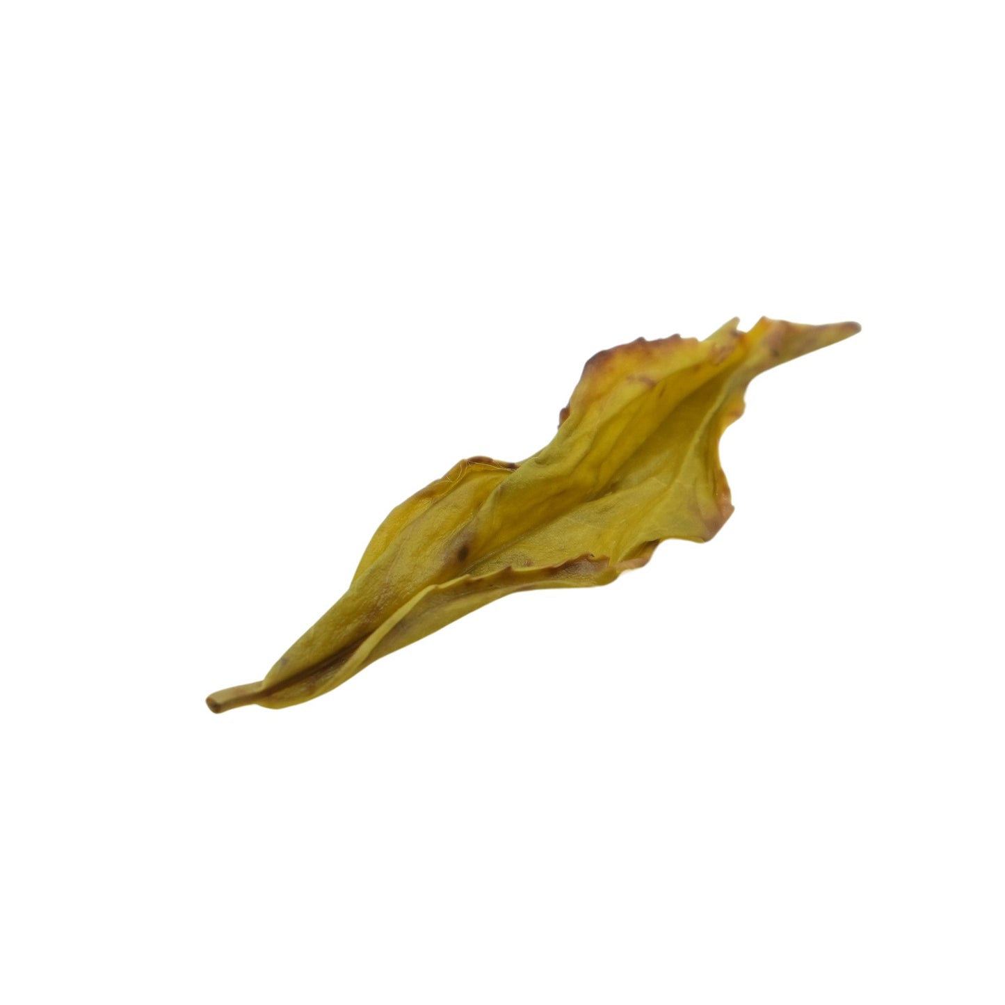 White Crown - Bai Ji Guan 白鸡冠