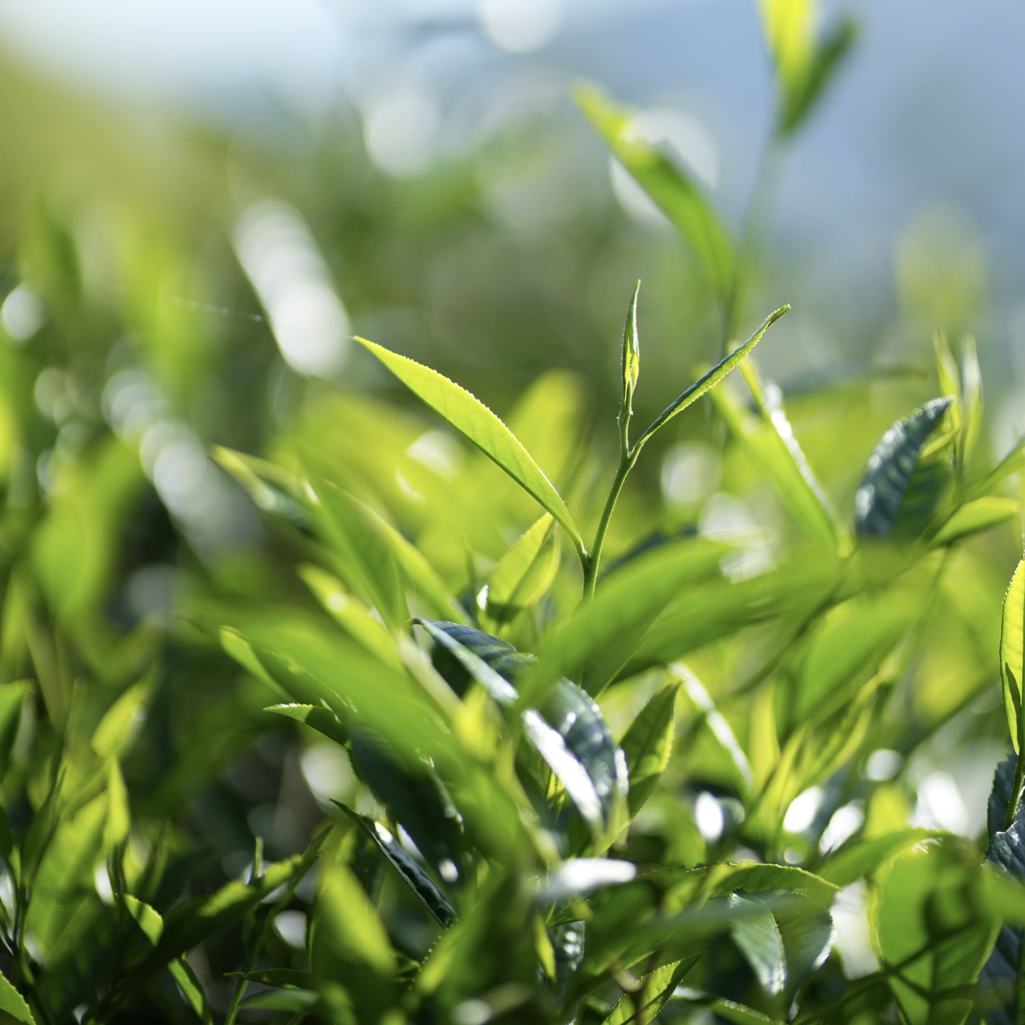 黄金桂 Huang Jin Gui - Golden Osmanthus