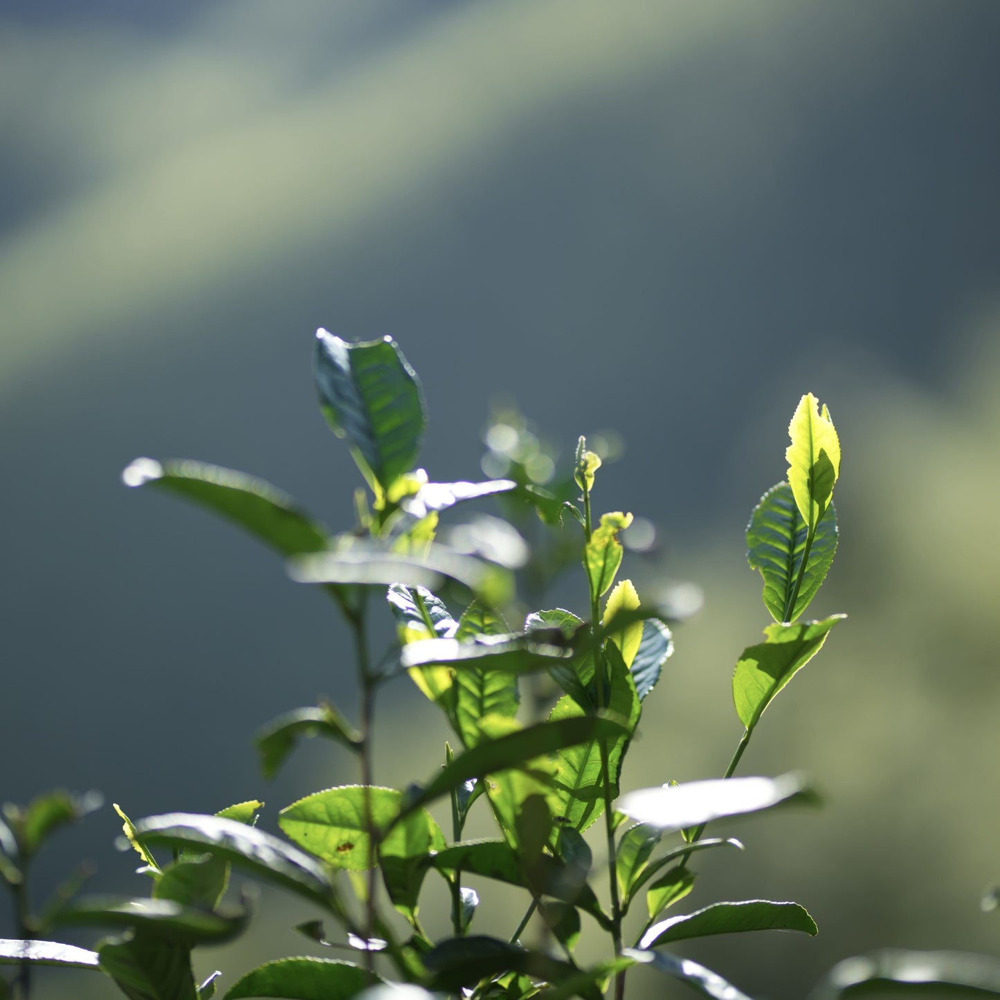 黄金桂 Huang Jin Gui - Golden Osmanthus